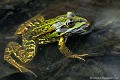 <br><br>Nom anglais : Edidle Frog
<br>En automne, avant les premières gelées, la Grenouille verte s'installera pour hiberner soit dans la vase, soit terrée dans une petite galerie creusée dans la terre.
<br><br>Photo réalisée en France, dans l'Allier (Auvergne)
<br><br> Grenouille verte
Rana esculenta
Edidle Frog
Allier
Auvergne
vase
hiberner
automne 